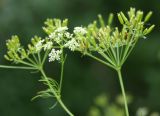Chaerophyllum bulbosum
