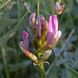 Astragalus physodes