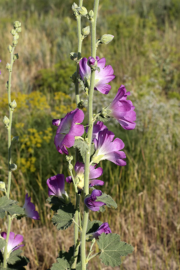 Изображение особи Alcea litwinowii.