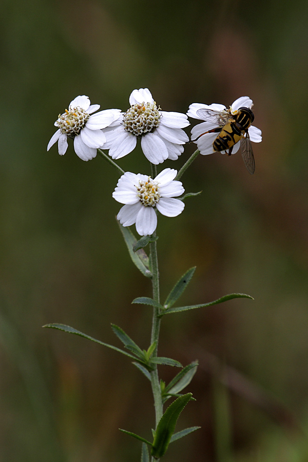 Изображение особи Achillea ptarmica.