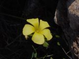 Oxalis pes-caprae. Цветок. Кипр, Национальный парк Полуостров Акамас. 5 января 2012 г.
