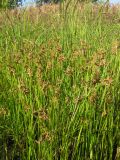 Schoenoplectus triqueter