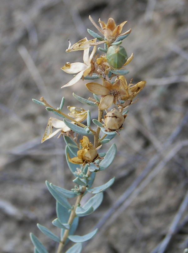 Image of Reaumuria cistoides specimen.