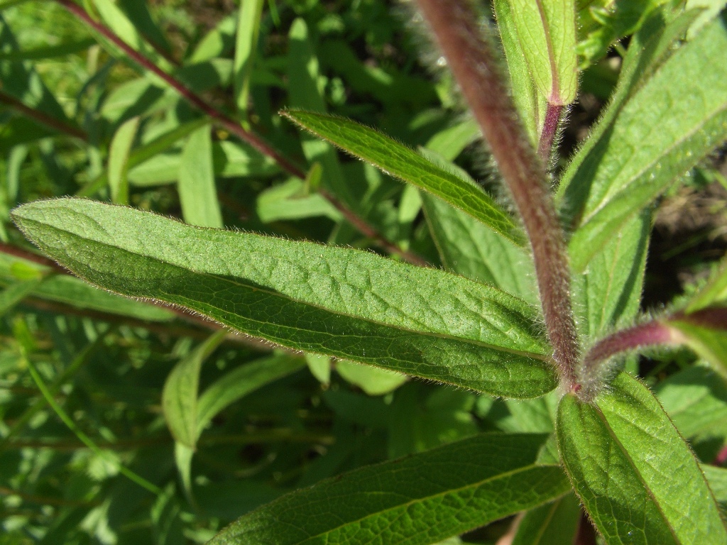 Image of Inula hirta specimen.