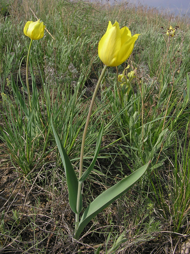 Image of Tulipa suaveolens specimen.