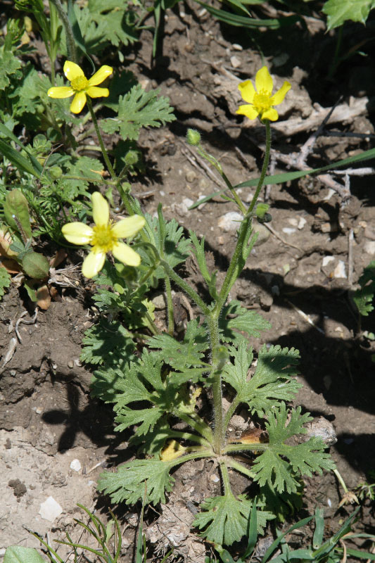 Image of Ranunculus oxyspermus specimen.