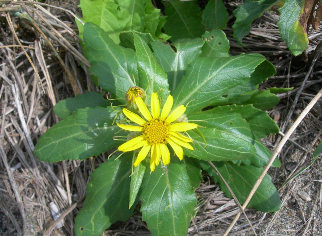 Изображение особи Senecio pseudoarnica.