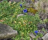 Gentiana acaulis