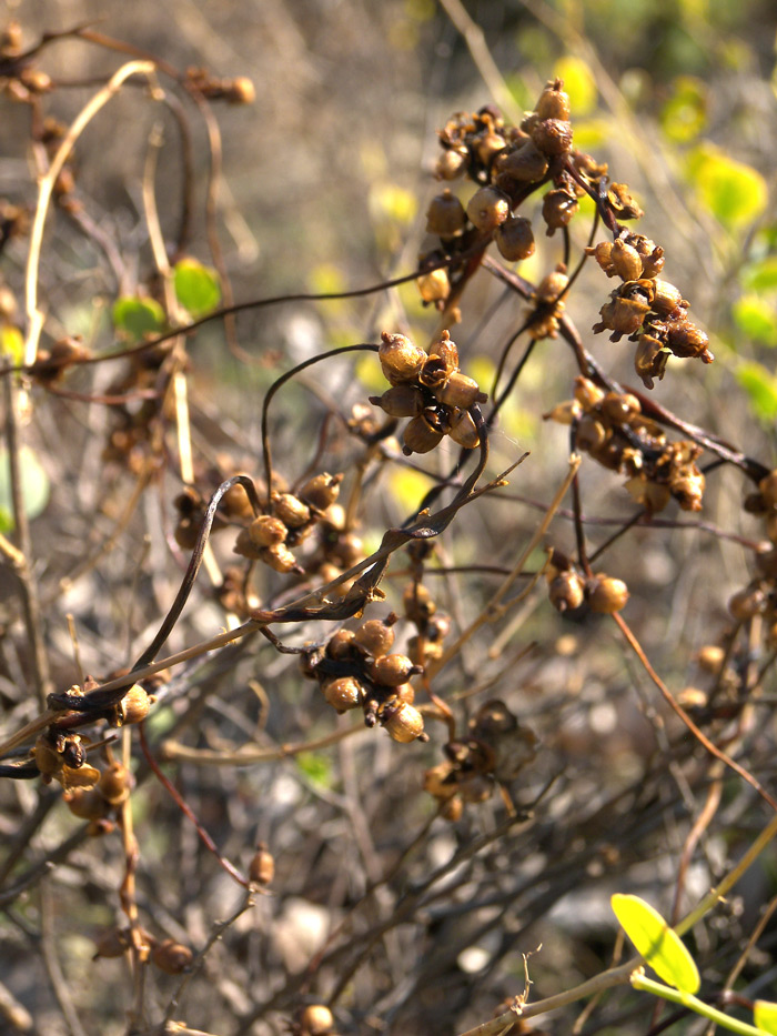 Изображение особи Cuscuta monogyna.