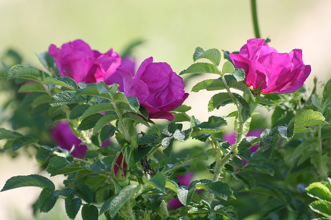 Image of Rosa rugosa specimen.