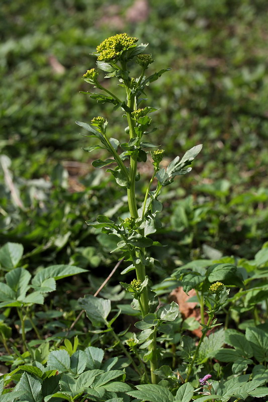 Image of Barbarea arcuata specimen.