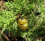 Cupressus sempervirens. Часть ветви с шишкой. Хорватия, Истрия, пос. Баньоле, территория автокемпинга. 04.09.2012.