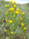 genus Hieracium. Верхняя часть цветущего растения. Ростовская обл., г. Новочеркасск, бугры. 22.07.2010.