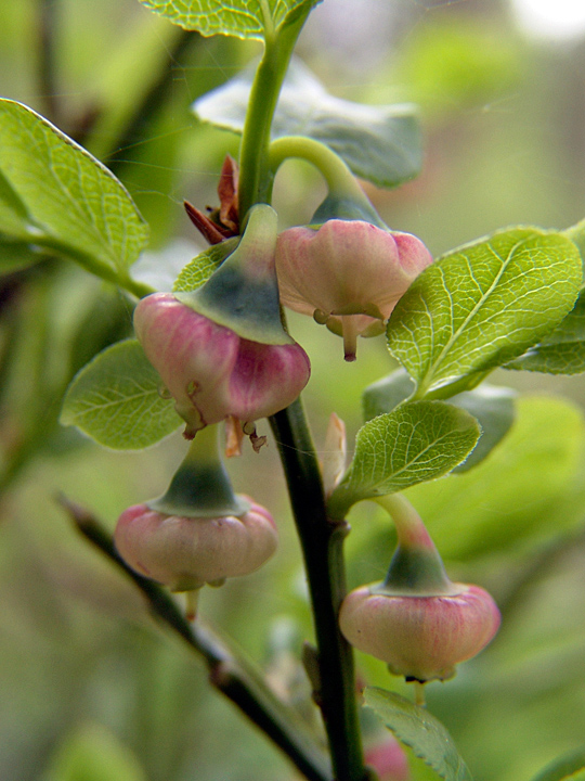 Изображение особи Vaccinium myrtillus.