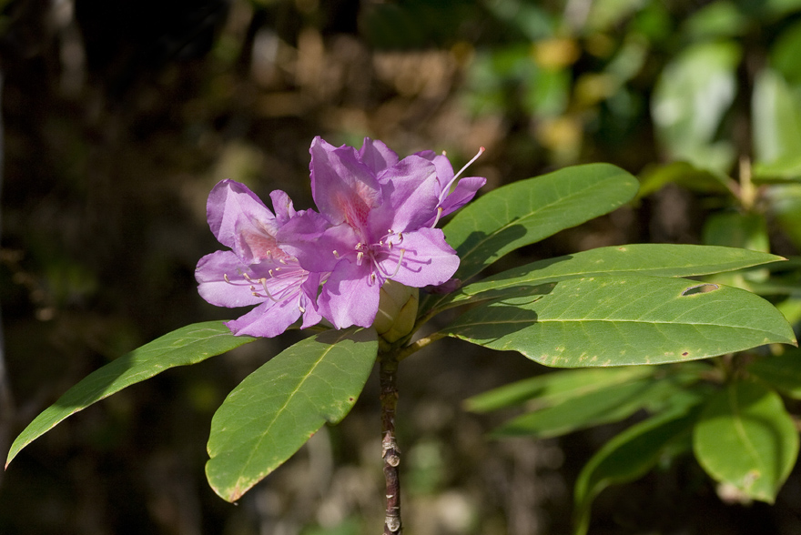 Image of Rhododendron ponticum specimen.