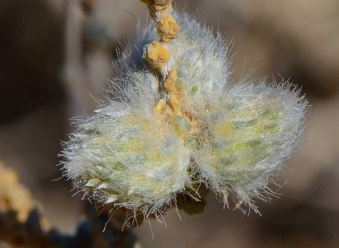 Image of Salsola cyclophylla specimen.