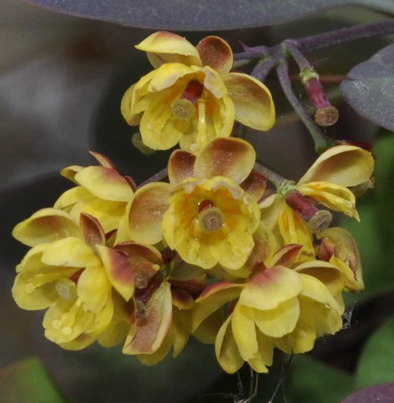 Image of genus Berberis specimen.