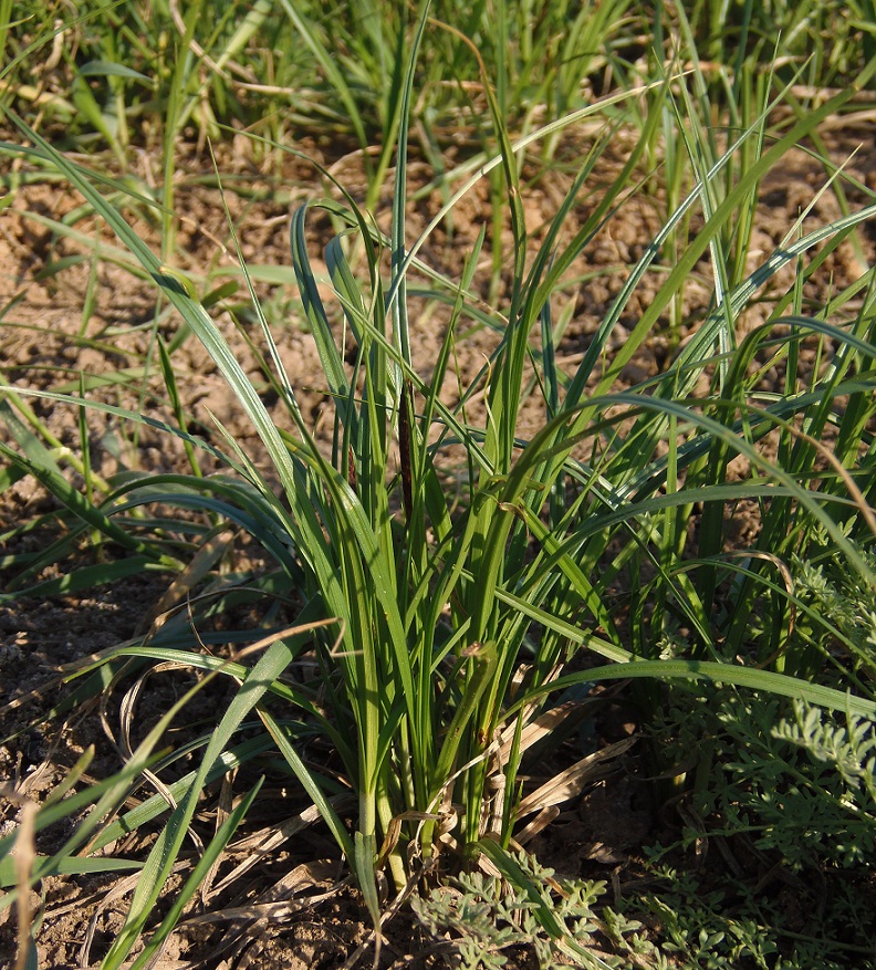 Image of Carex acuta specimen.