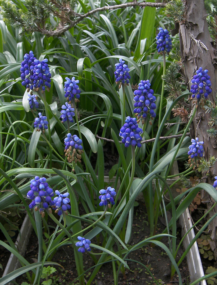 Изображение особи Muscari armeniacum.