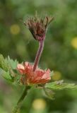 Geum rivale