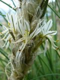 Asphodeline taurica