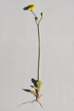 Image of taxon representative. Author is Анатолий Кузьмин