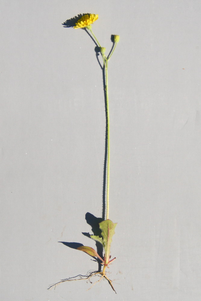 Image of Lagoseris sancta specimen.