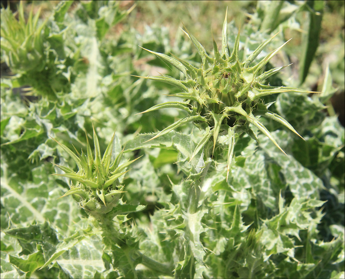 Image of Silybum marianum specimen.