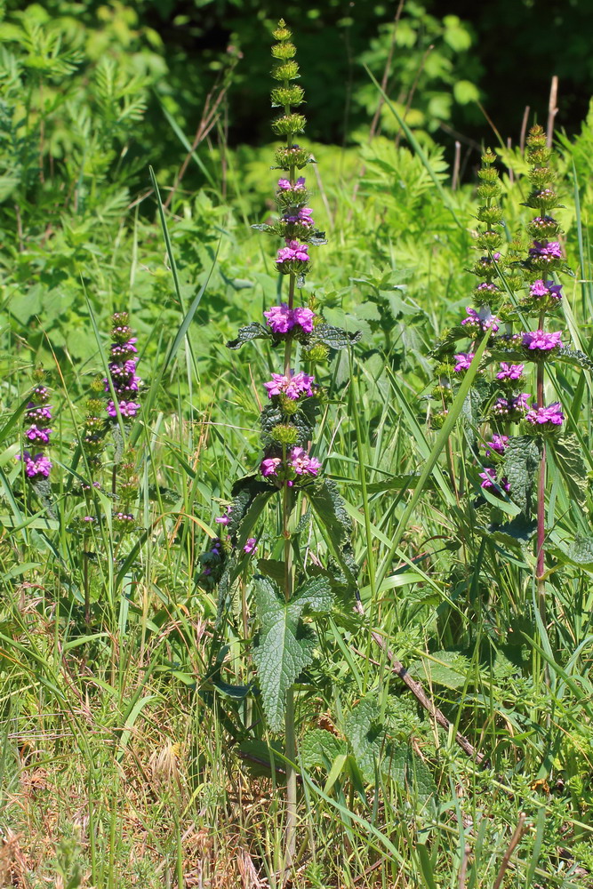 Image of Phlomoides tuberosa specimen.