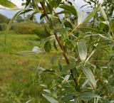 Salix alba