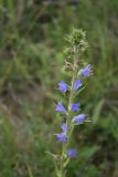 Echium vulgare