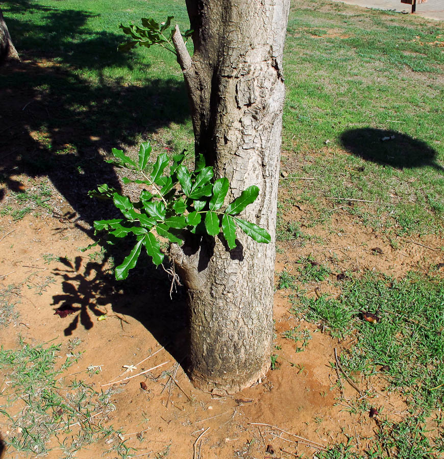 Image of Kigelia pinnata specimen.