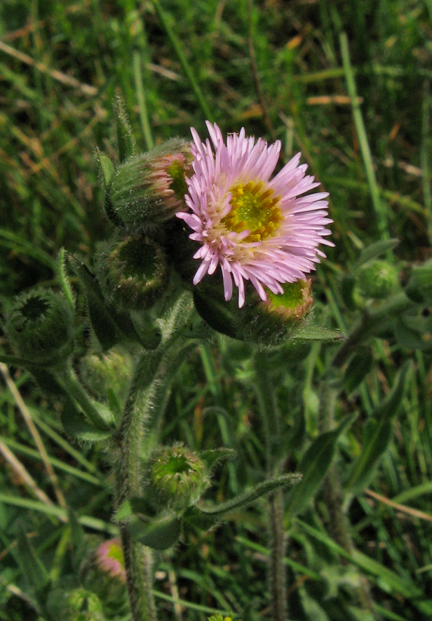 Image of Erigeron orientalis specimen.