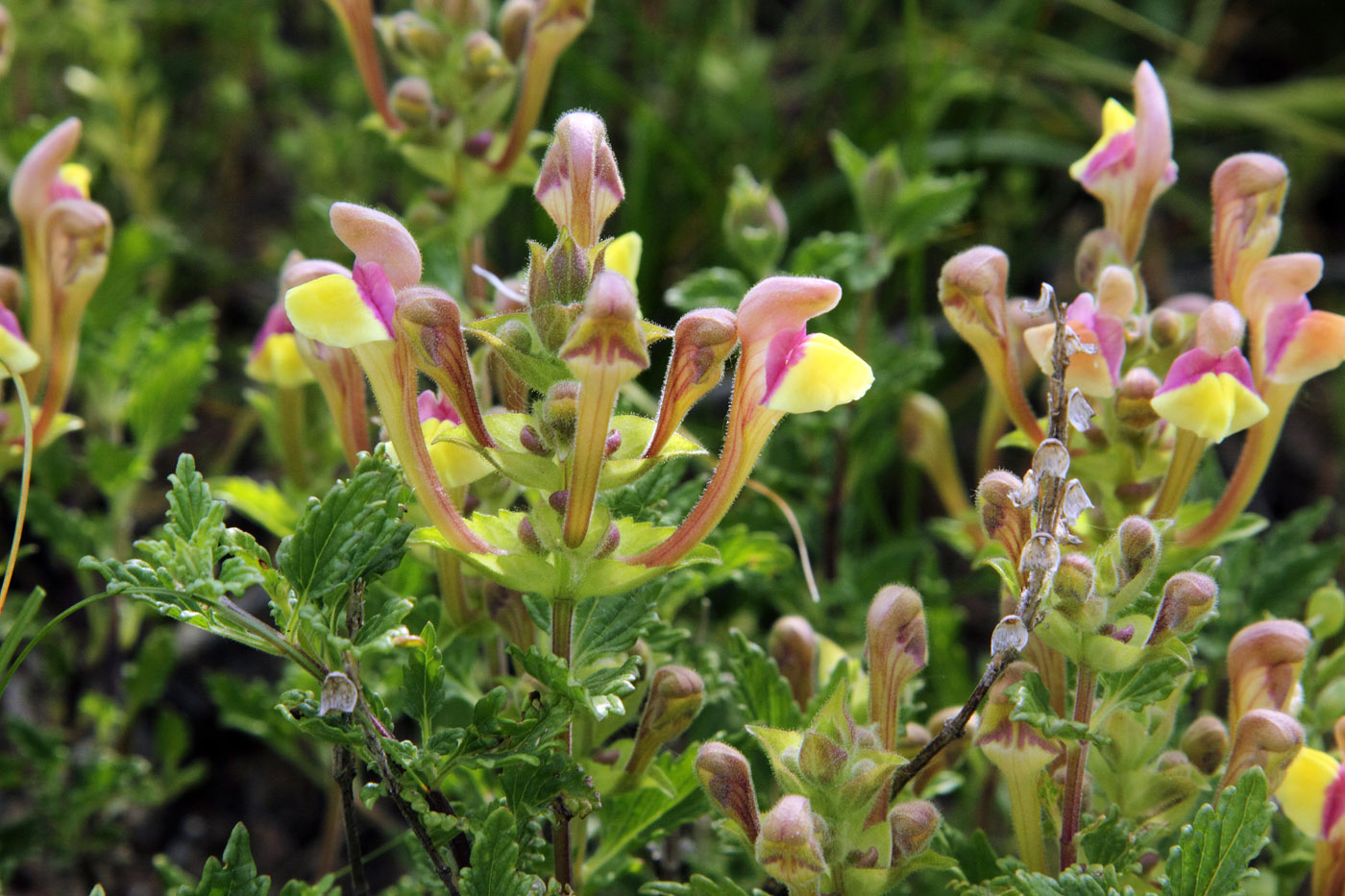 Image of Scutellaria adenostegia specimen.