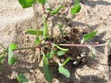 Atriplex nudicaulis