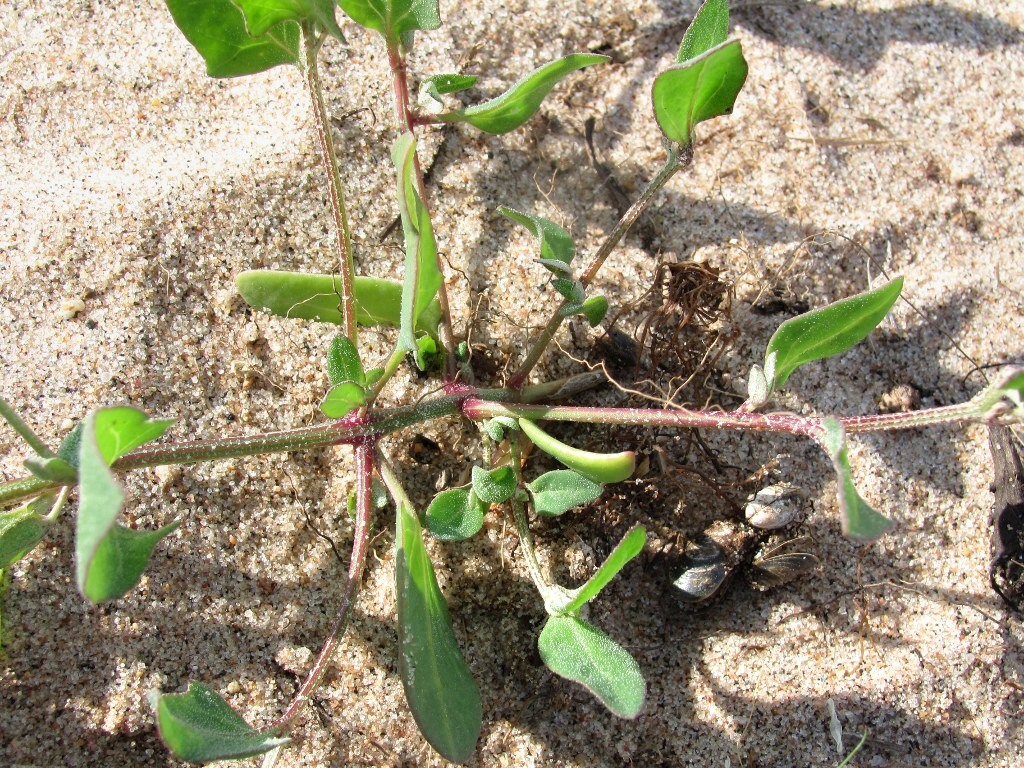 Image of Atriplex nudicaulis specimen.