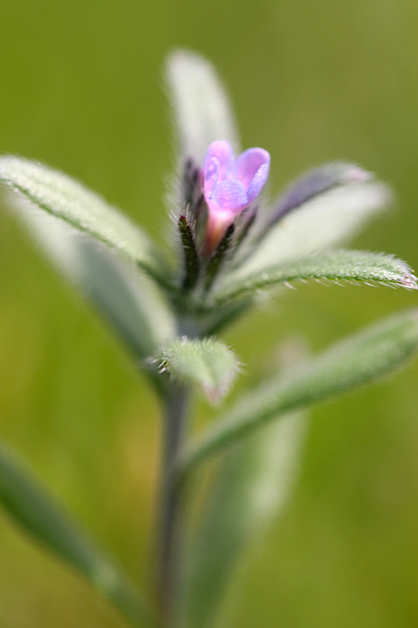 Image of Buglossoides arvensis specimen.