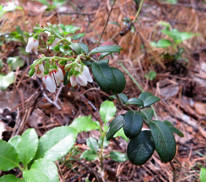 Image of Vaccinium vitis-idaea specimen.