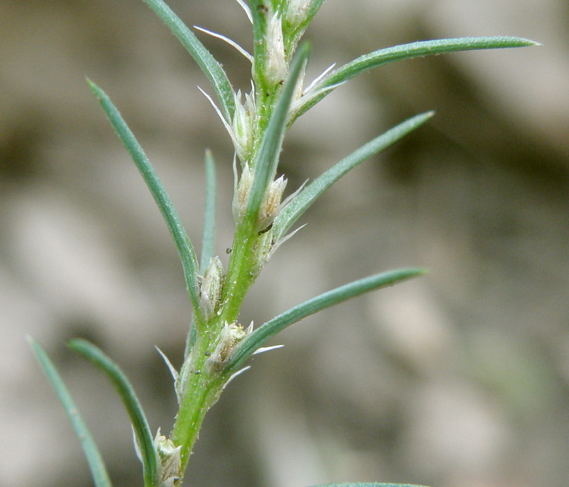 Image of Polycnemum majus specimen.