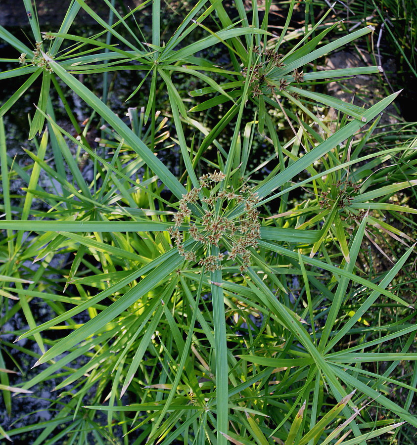 Изображение особи Cyperus involucratus.