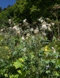 Cirsium chlorocomos