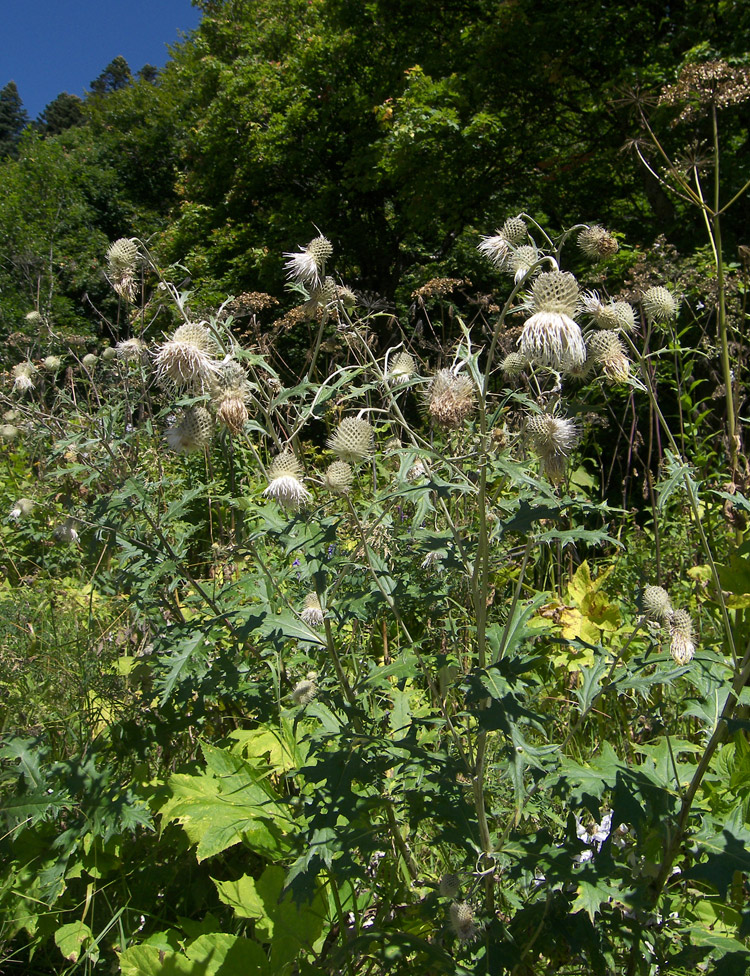 Image of Cirsium chlorocomos specimen.