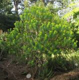Euphorbia dendroides