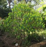 Euphorbia dendroides. Цветущее и плодоносящее растение. Испания, Канарские острова, Тенерифе, ботанический сад в Пуэрто-де-ла-Крус. 6 марта 2008 г.