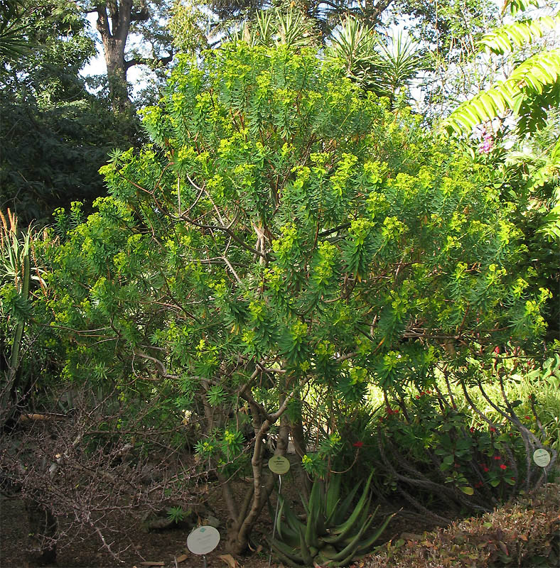 Изображение особи Euphorbia dendroides.