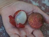 Litchi chinensis. Плоды (часть кожуры удалена). Таиланд, остров Тао. 27.06.2013.