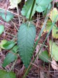 Betonica officinalis. Часть побега. Беларусь, г. Гродно, лесомассив Пышки. 13.10.2013.