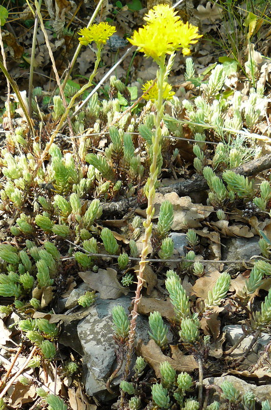 Image of Sedum reflexum specimen.