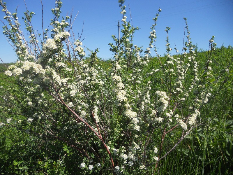 Image of Spiraea crenata specimen.