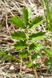 Potentilla anserina ssp. groenlandica